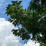 Carya cordiformis Blatt