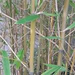 Phyllostachys aurea Corteccia