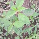 Euphorbia heterophylla Feuille