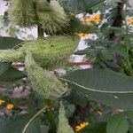 Asclepias syriaca Fruit