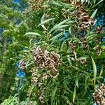 Acacia melanoxylon Blad