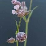 Silene behen Fula