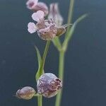 Silene behen Flower