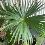 Carludovica palmata برگ