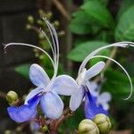 Rotheca myricoides फूल