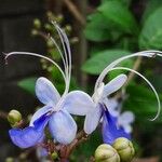 Rotheca myricoides Blomst