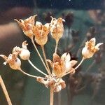 Androsace maxima Mbuma