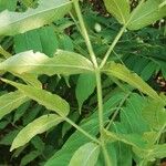 Psydrax palma Leaf