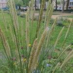 Cenchrus caudatus Flower