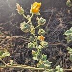 Abutilon pannosum Plante entière