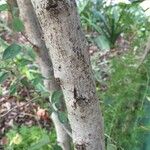 Ehretia amoena Corteza