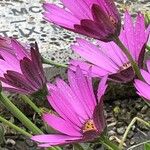Dimorphotheca jucunda Çiçek