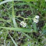 Valeriana woodsiana Květ