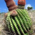 Melocactus intortus موطن