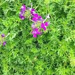 Verbena tenera Habitus