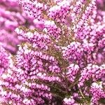 Erica erigena Flower