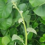 Ipomoea spathulata Leaf