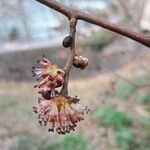 Ulmus glabra Flor