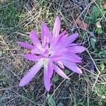 Colchicum montanum Цвят