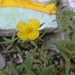 Portulaca rubricaulis Fleur