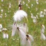 Eriophorum angustifolium Fiore