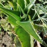 Kalanchoe gastonis-bonnieri Ліст