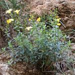 Linum arboreum Συνήθη χαρακτηριστικά