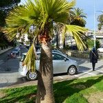 Sabal palmetto Συνήθη χαρακτηριστικά