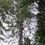 Picea morrisonicola अन्य