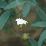 Distimake quinquefolius Other