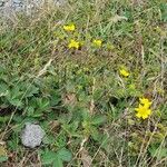 Potentilla grandiflora Tervik taim