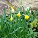 Narcissus bicolor Habit