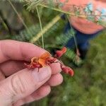 Sesbania vesicaria Blomst