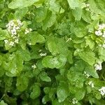 Nasturtium officinale Leaf