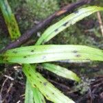 Habenaria praealta Leaf