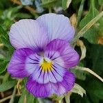 Viola tricolorFlower