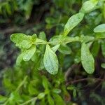Lippia micromera Лист