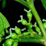 Pouzolzia obliqua Fruto