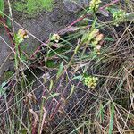 Pluchea foetida Habit