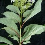 Hydrangea heteromalla Характер