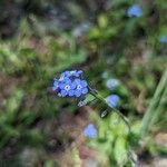 Myosotis sylvaticaKwiat