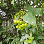 Viburnum lentago 果