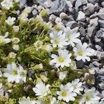 Cerastium pedunculatum Yeri