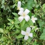 Philadelphus lewisii Habit