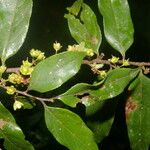 Casearia arborea Λουλούδι