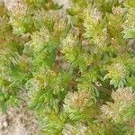 Crassula alata Hoja