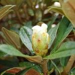 Rhododendron taliense Flower