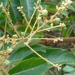 Tapirira guianensis Fruit