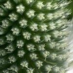 Eryngium alpinum Flower