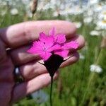 Dianthus carthusianorumCvet